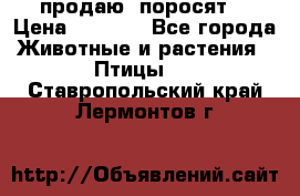 продаю  поросят  › Цена ­ 1 000 - Все города Животные и растения » Птицы   . Ставропольский край,Лермонтов г.